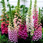 Foxglove Digitalis ‘Foxy Mixed’ Plug Plants
