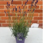 Lavender 'Hidcote' (1L)