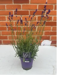 Lavender 'Hidcote' (1L)