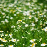 Chamomile Lawn (Anthemis Nobilis) - Plug Plants
