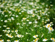 Chamomile Lawn (Anthemis Nobilis) - Plug Plants