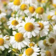 Chamomile Lawn (Anthemis Nobilis) - Plug Plants - Image 3