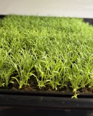Chamomile Lawn (Anthemis Nobilis) - Plug Plants - Image 2