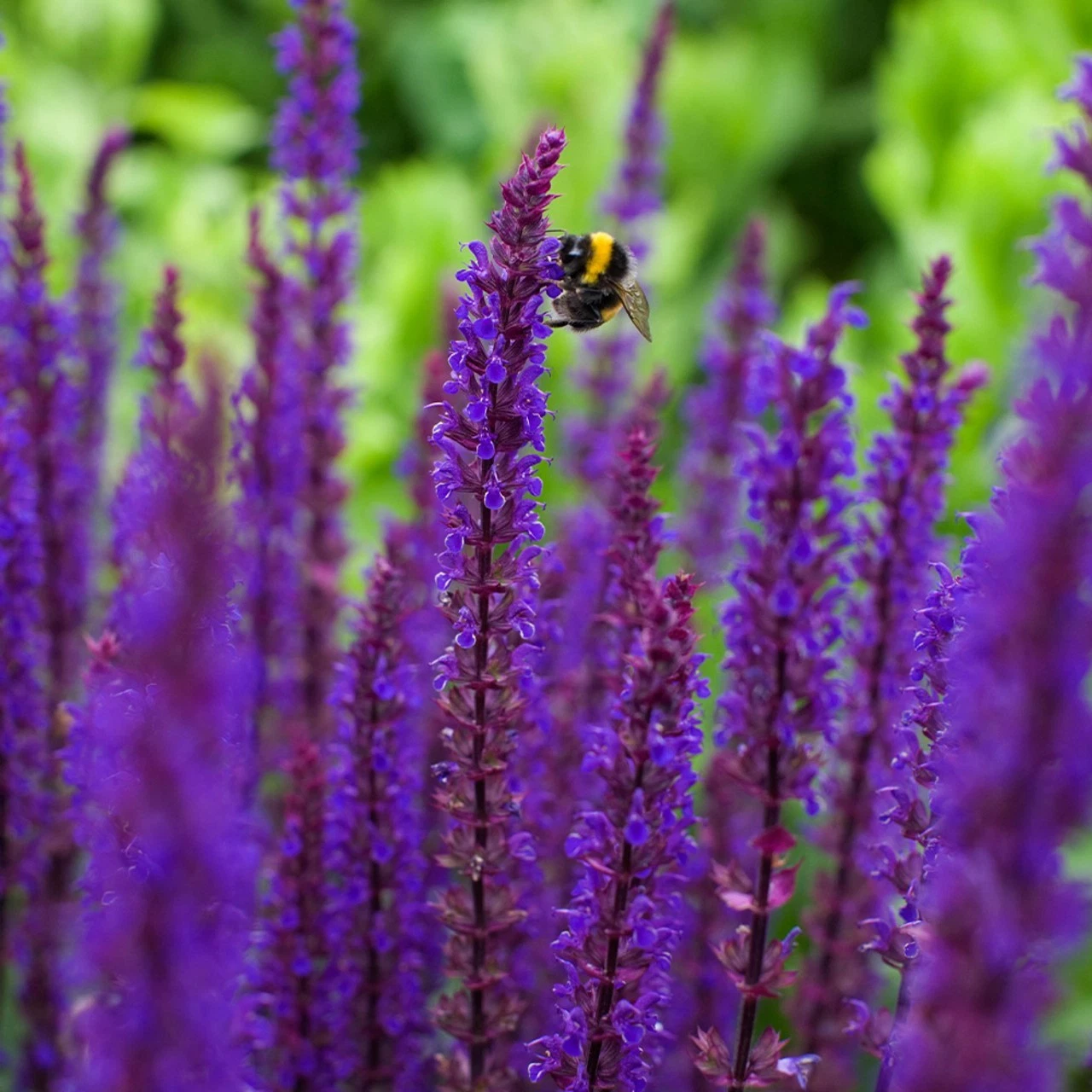Salvia-Nemorosa Salvia Nemorosa ‘Caradonna’ Plug Plants - Image 1