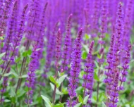 Salvia Nemorosa ‘Caradonna’ Plug Plants - Image 3