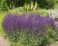 Salvia Nemorosa ‘Caradonna’ Plug Plants - Image 4