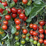 Tomato ‘Alicante’ Plug Plants