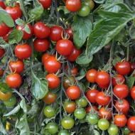 Tomato ‘Alicante’ Plug Plants