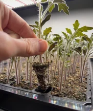 Tomato ‘Alicante’ Plug Plants - Image 2