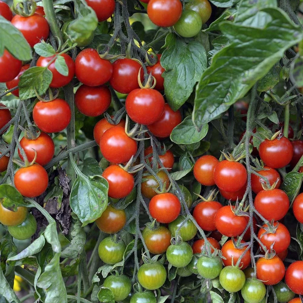 Tomato-Alicante Tomato ‘Alicante’ Plug Plants - Image 1