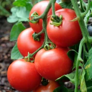 Tomato ‘Alicante’ Plug Plants - Image 3