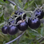 Tomato ‘Black Cherry’ Plug Plants