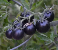 Tomato ‘Black Cherry’ Plug Plants