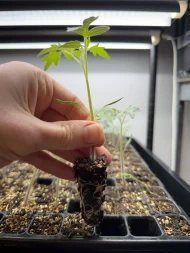Tomato ‘Black Cherry’ Plug Plants - Image 2