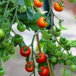 Tomato ‘Gardeners Delight’ Plug Plants