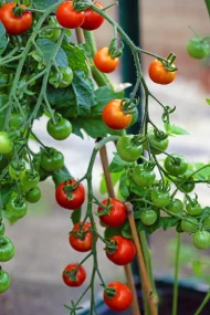 Tomato ‘Gardeners Delight’ Plug Plants