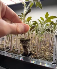 Tomato ‘Gardeners Delight’ Plug Plants - Image 2