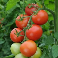 Tomato ‘Moneymaker’ Plug Plants