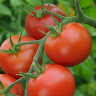 Tomato ‘Moneymaker’ Plug Plants - Image 3