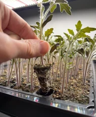 Tomato ‘Moneymaker’ Plug Plants - Image 2
