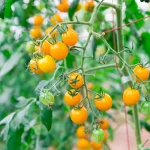 Tomato ‘Sungold F1’ Plug Plants