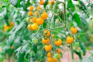 Tomato ‘Sungold F1’ Plug Plants