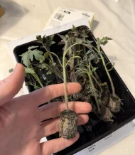 Tomato ‘Sungold F1’ Plug Plants - Image 2