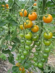 Tomato ‘Sungold F1’ Plug Plants - Image 3