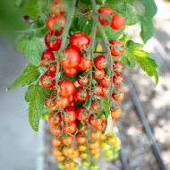 Tomato ‘Sweet Million F1’ Plug Plants
