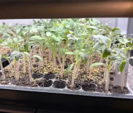Tomato ‘Sweet Million F1’ Plug Plants - Image 2