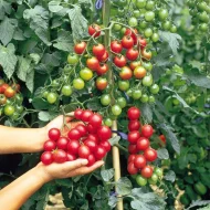 Tomato ‘Sweet Million F1’ Plug Plants - Image 4