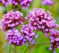 Verbena Bonariensis Plug Plants - Image 3