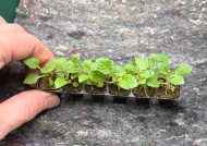 Verbena Bonariensis Plug Plants - Image 2