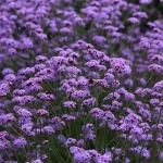 Verbena Bonariensis Plug Plants