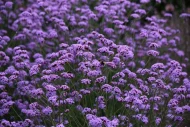 Verbena Bonariensis Plug Plants