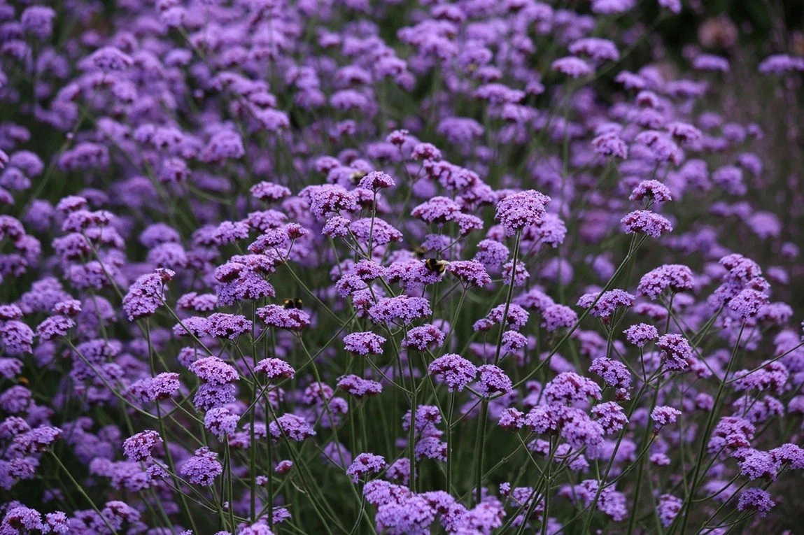 VerbenaBonariensis2 Verbena Bonariensis Plug Plants - Image 1