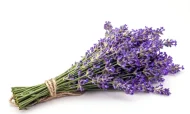 Lavender 'Hidcote' (1L) - Image 4