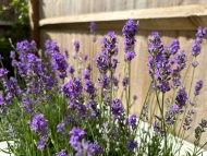 Lavender 'Hidcote' (1L) - Image 3
