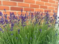 Lavender 'Hidcote' (1L) - Image 2