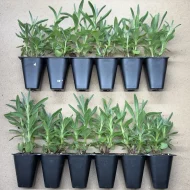 Lavender 'Hidcote' Plug Plants - Image 2