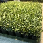 Lavender 'Munstead' Plug Plants