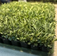 Lavender 'Hidcote' Plug Plants