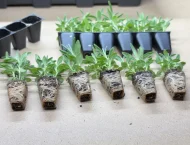 Lavender 'Hidcote' Plug Plants - Image 3