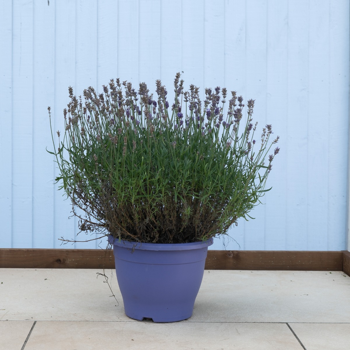 lavh-pg-20_30-10l-shot-1 English Lavender 'Hidcote' in 10L Pot - Lavandula angustifolia - Image 1