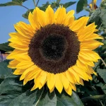 Sunflower ‘Russian Giant’ Plug Plants (Large)