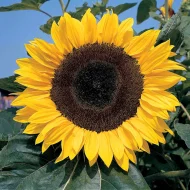 Sunflower ‘Russian Giant’ Plug Plants (Large)