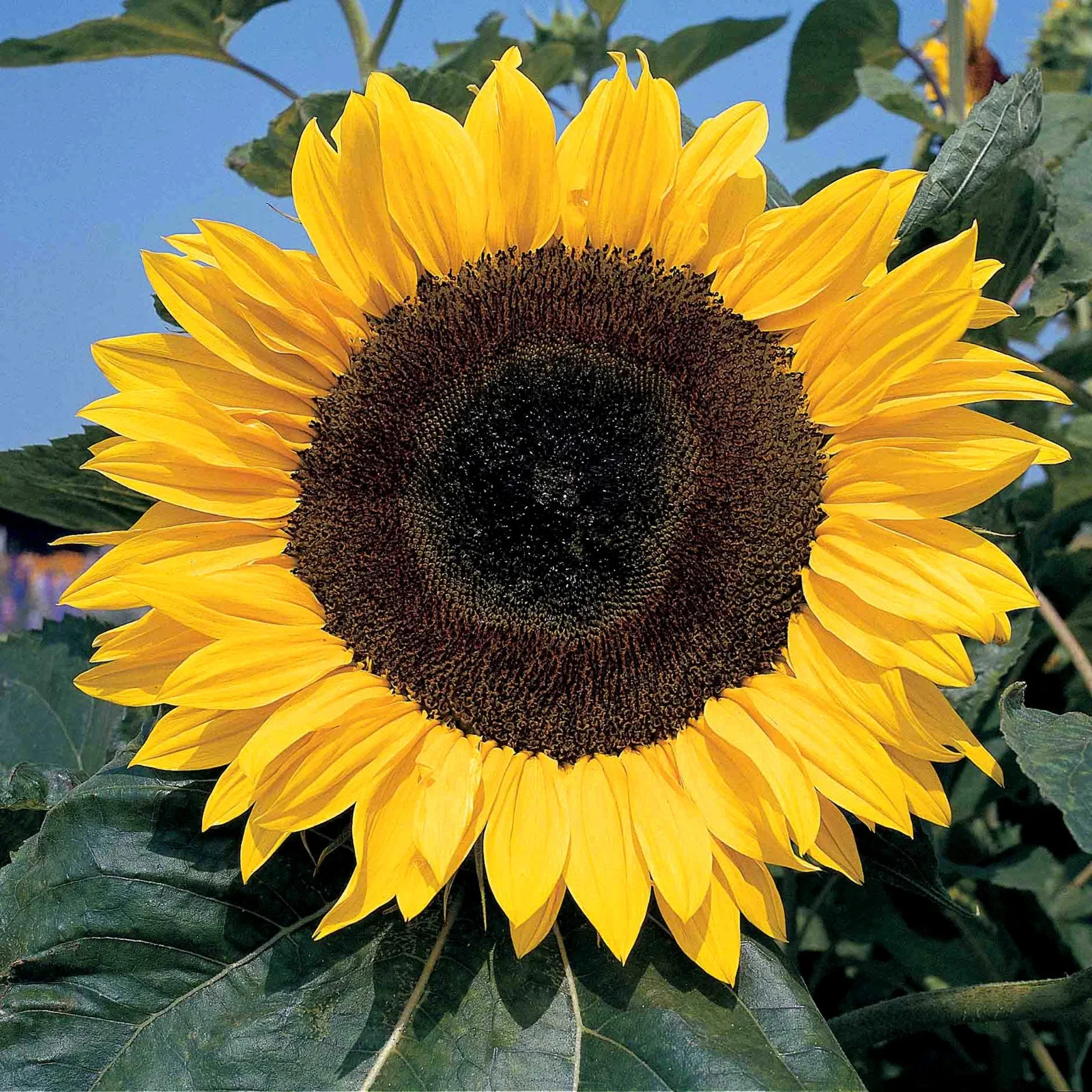 s-l1600 (11) Sunflower ‘Russian Giant’ Plug Plants (Large) - Image 1