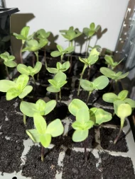 Sunflower ‘Russian Giant’ Plug Plants (Large) - Image 2